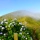 Mein Guide für Faial - Die blaue Insel der Azoren